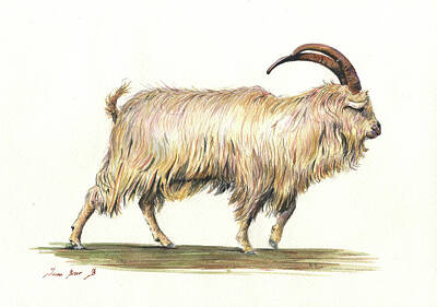 Mountain Goat Paintings Posters