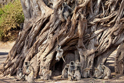 Monkey In Tree Posters