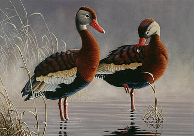Whistling Ducks Posters