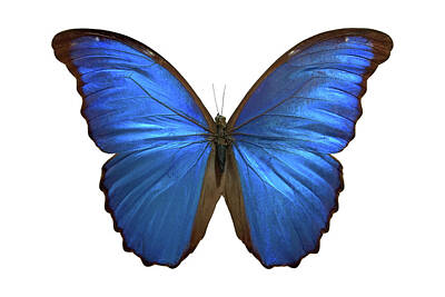 Blue Butterfly Posters
