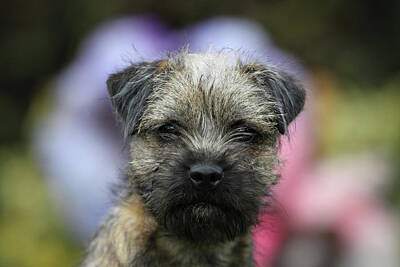 Border Terrier Posters
