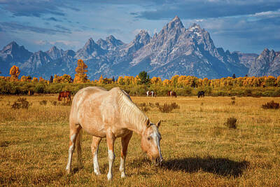 Foliage In White Mountains Posters