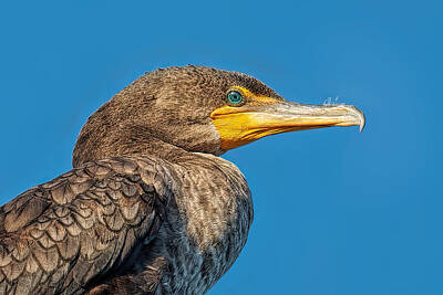 Double-crested Cormorant Posters