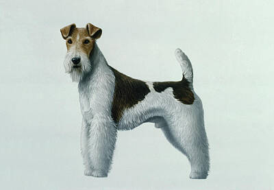 Fox Terrier Posters