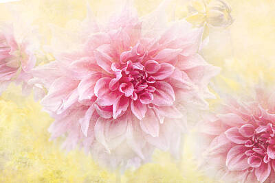 Light Pink Dahlia Posters