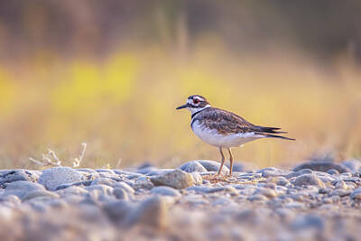 Killdeer Posters