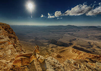 Negev Desert Posters