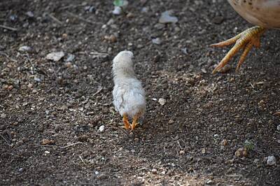 Baby Chick Posters