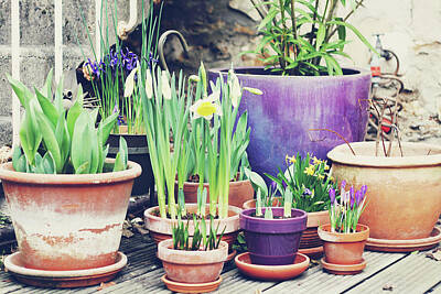 Sunlight On Pots Photos Posters