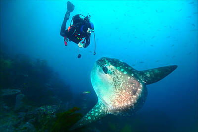 Sunfish Posters