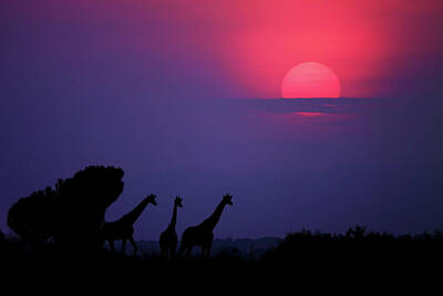 Stunning Photography - 1X Uganda Posters