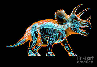 Triceratops Dinosaur Poster - Paleo Joe