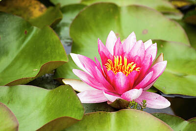 Designs Similar to Water Lilly Bloom And Lily Pads