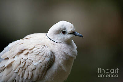 Collared Dove Posters