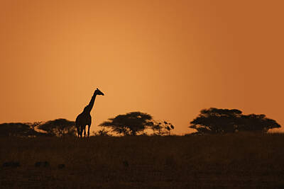 Masai Giraffe Posters