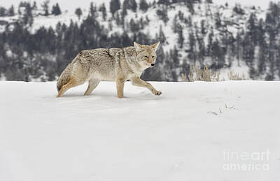 Canis Latrans Posters