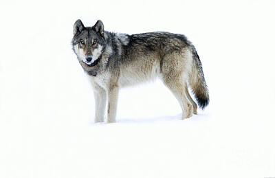 Montana Gray Wolf Posters