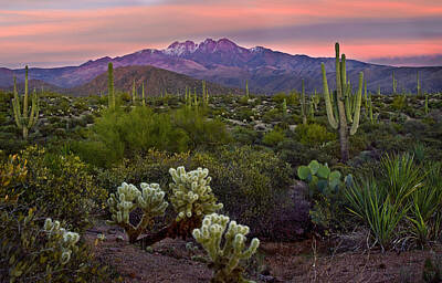 Cholla Cactus Posters