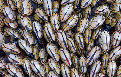 Mussel Posters