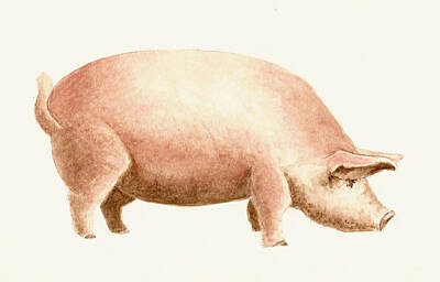 Pig Farm Posters