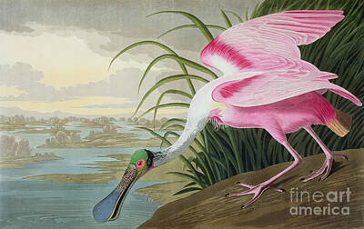 Spoonbill Posters