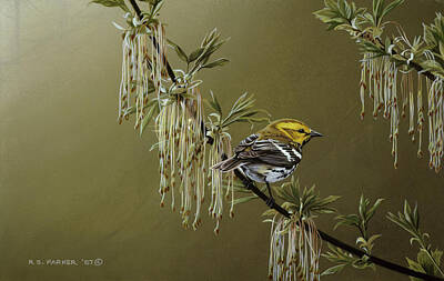 Black-throated Green Warbler Posters