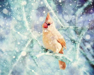Female Cardinal In The Snow Posters