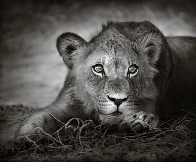 Close Up Lion Posters