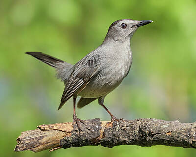 Gray Catbird Posters