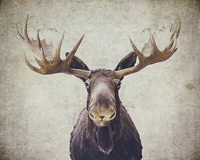 Moose Posters