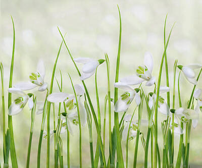 Snowdrops Posters