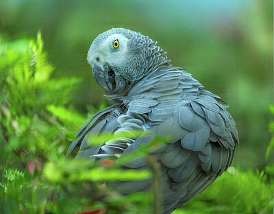 African Gray Parrot Posters