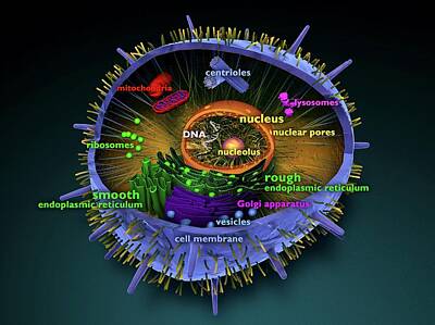 Animal Mitochondria Posters