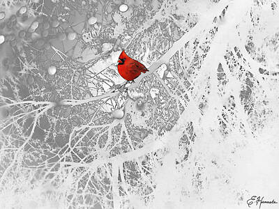 Cardinal In Snow Drawings Posters