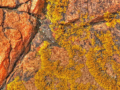 Yellow Red Lichen Wall Detail Posters