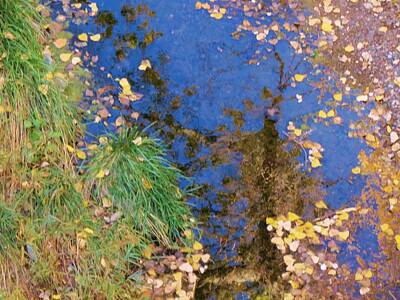 Big Ditch Fall Leaves Abstract Posters