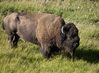 Male Bison Buffalo Hayden Valley Yellowstone National Park Wyoming Usa An Posters