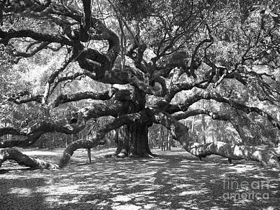 Angel Oak Tree Monochrome Charleston South Carolina Black White Nature Photo Cool Wall Decor Art Print Poster 24x36
