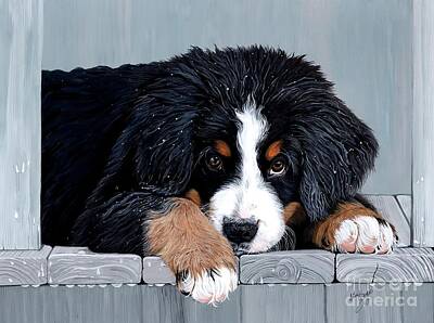 Bernese Mountain Dog Posters