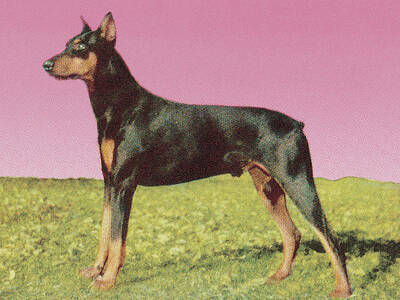 Pinscher Drawings Posters