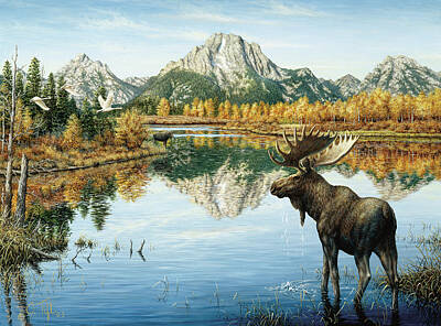 Moose In Water Posters
