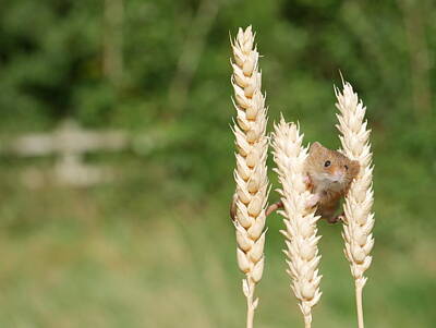 Harvest Mouse Posters