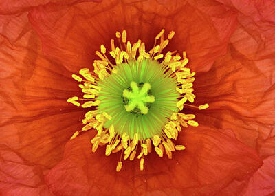 Iceland Poppy Posters