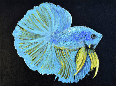 Blue Orange Beta Fish Poster - Jeff Fried Content Strategy: Photo