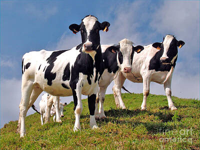 Cow Posters