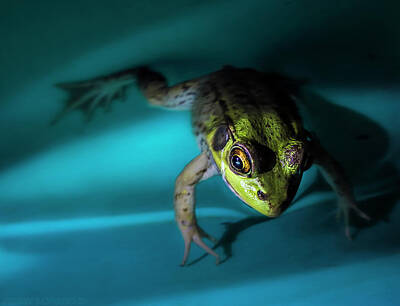 Flying Frog Photos Posters