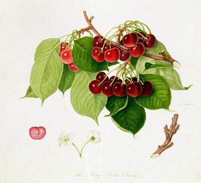 Bunch Of Cherries Fruit Seed Leaves Branch Botanical Illustration Posters