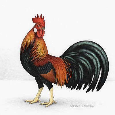 Leghorn Chicken Posters