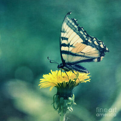 Canadian Tiger Swallowtail Posters