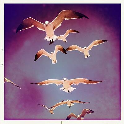 SEAGULLS IN FLIGHT 3481 Animal Poster Photo Poster Print Art A0 A1 A2 A3 A4 